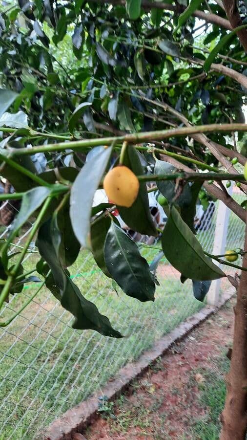 Garcinia cochinchinensis 3