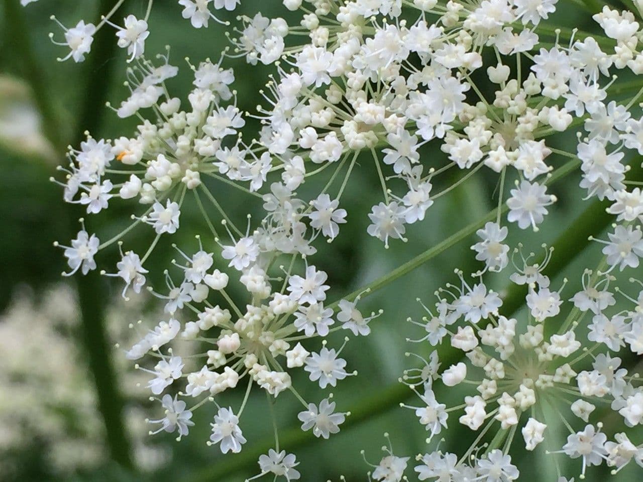 Meduňka lékařská 21