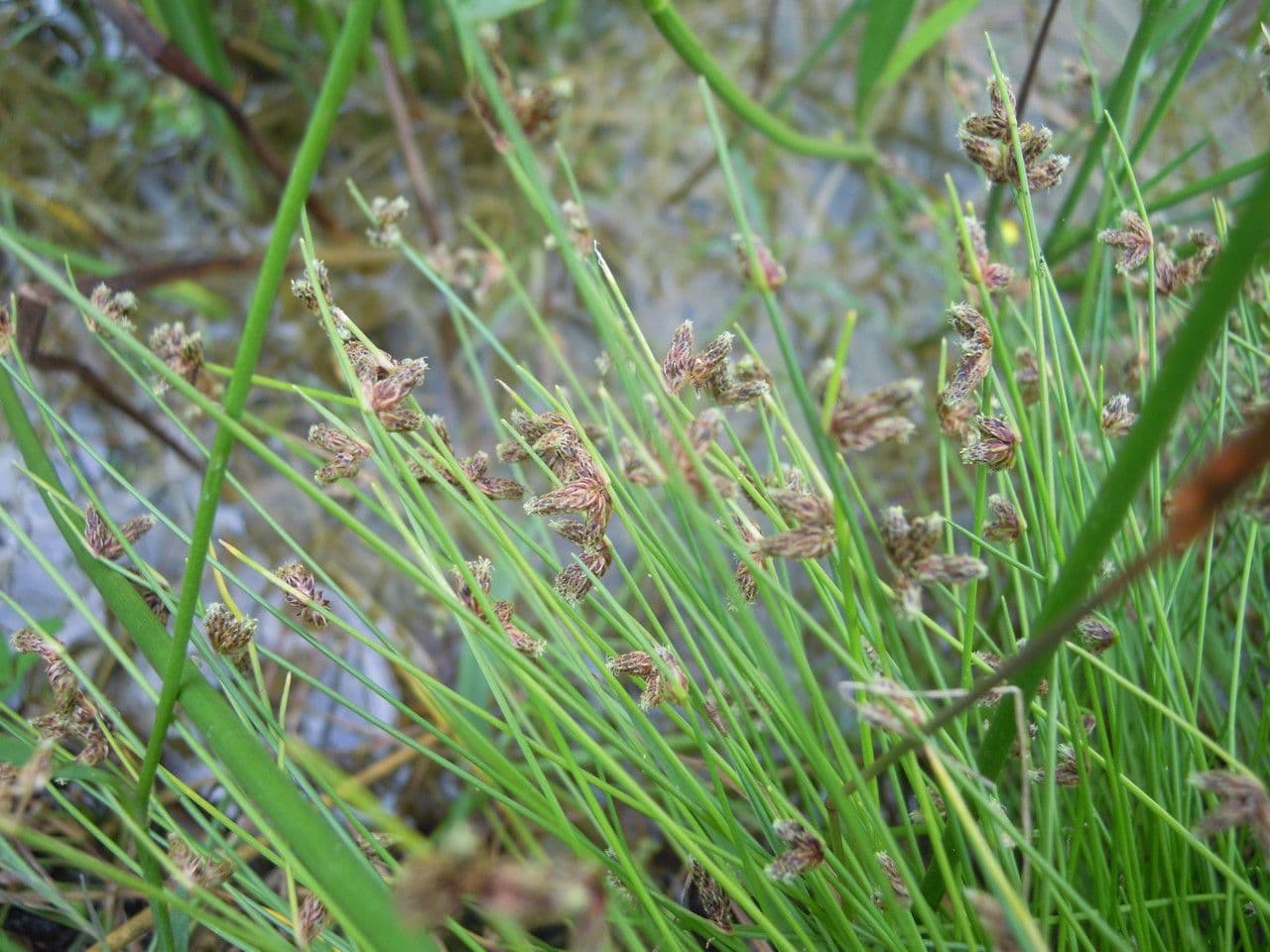 Schoenoplectus setaceus 26