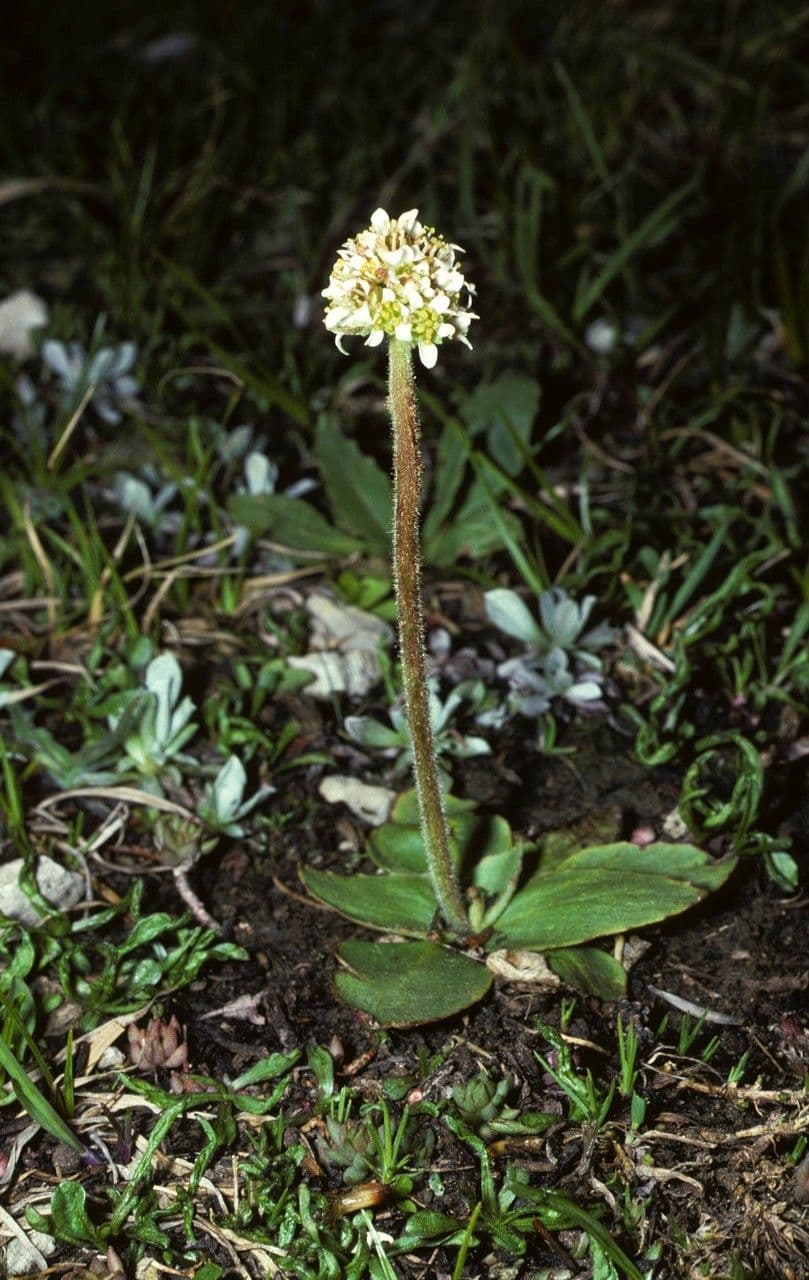 Saxifraga romboidale 6