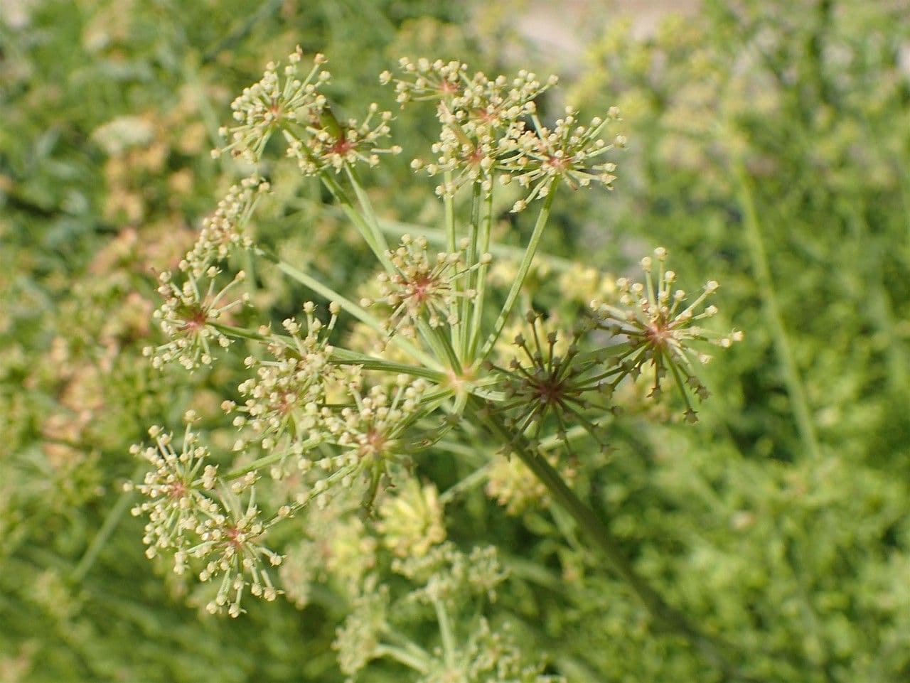 Finocchio acquatico 4