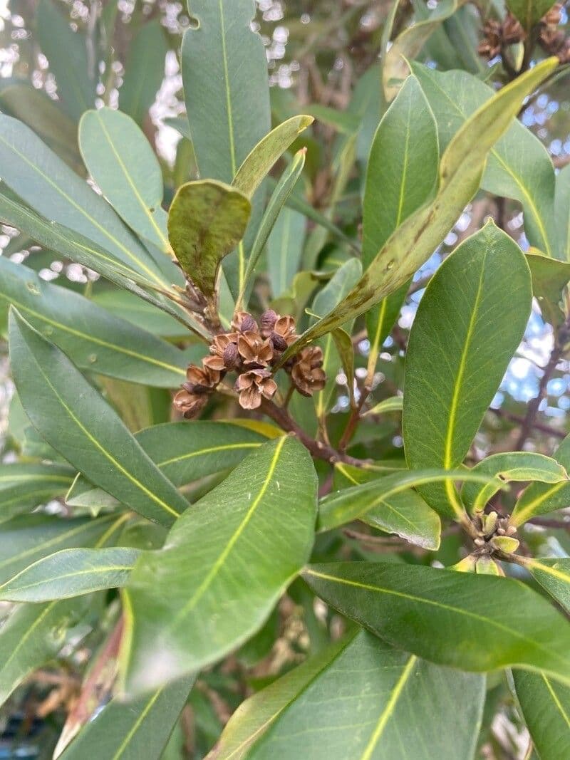 Lorbeerblättrige Tristaniopsis