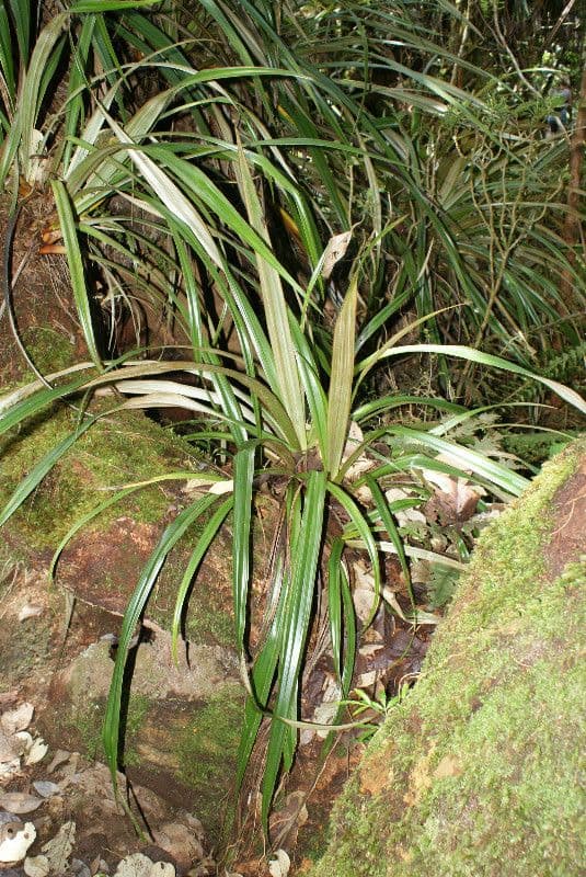 Astelia hemichrysa 11