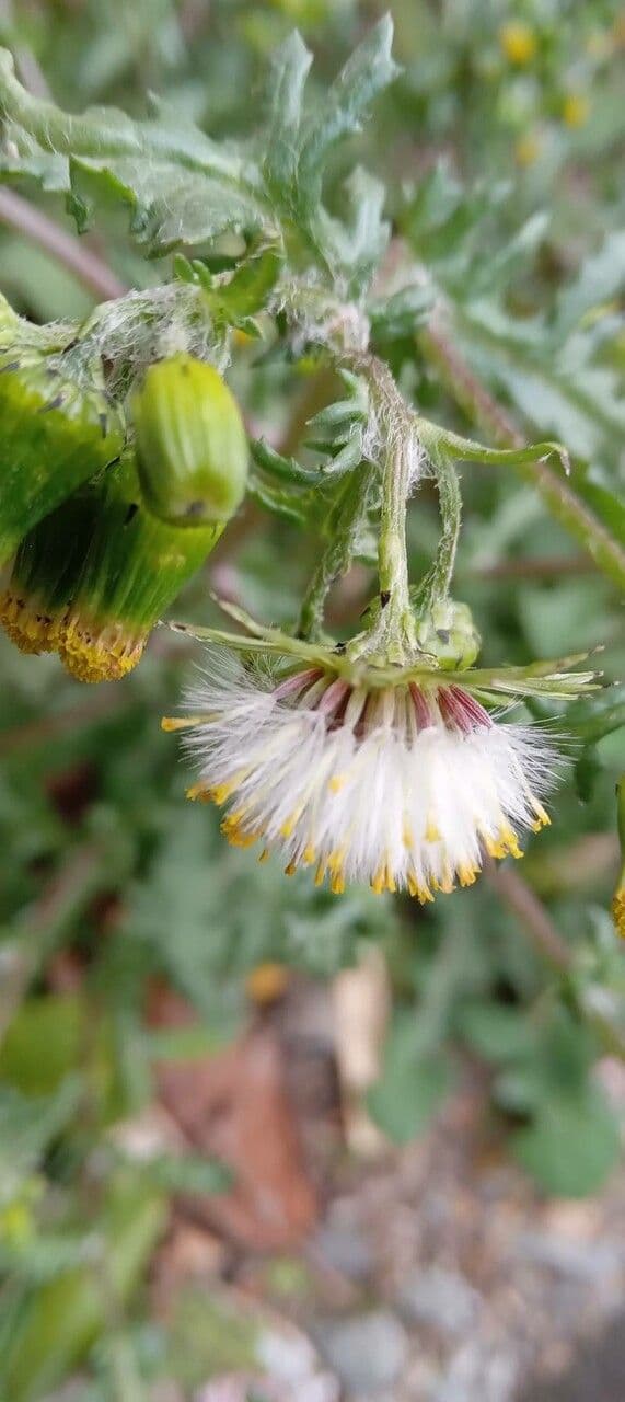 Senecione comune