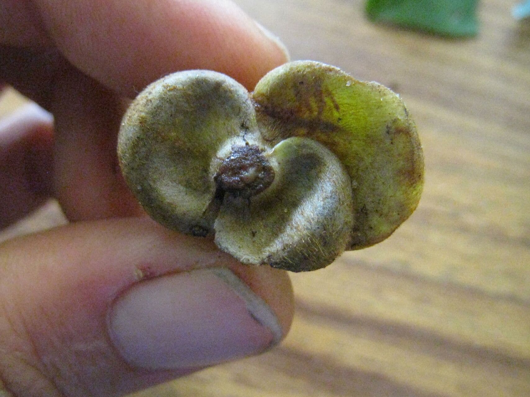 Davilla