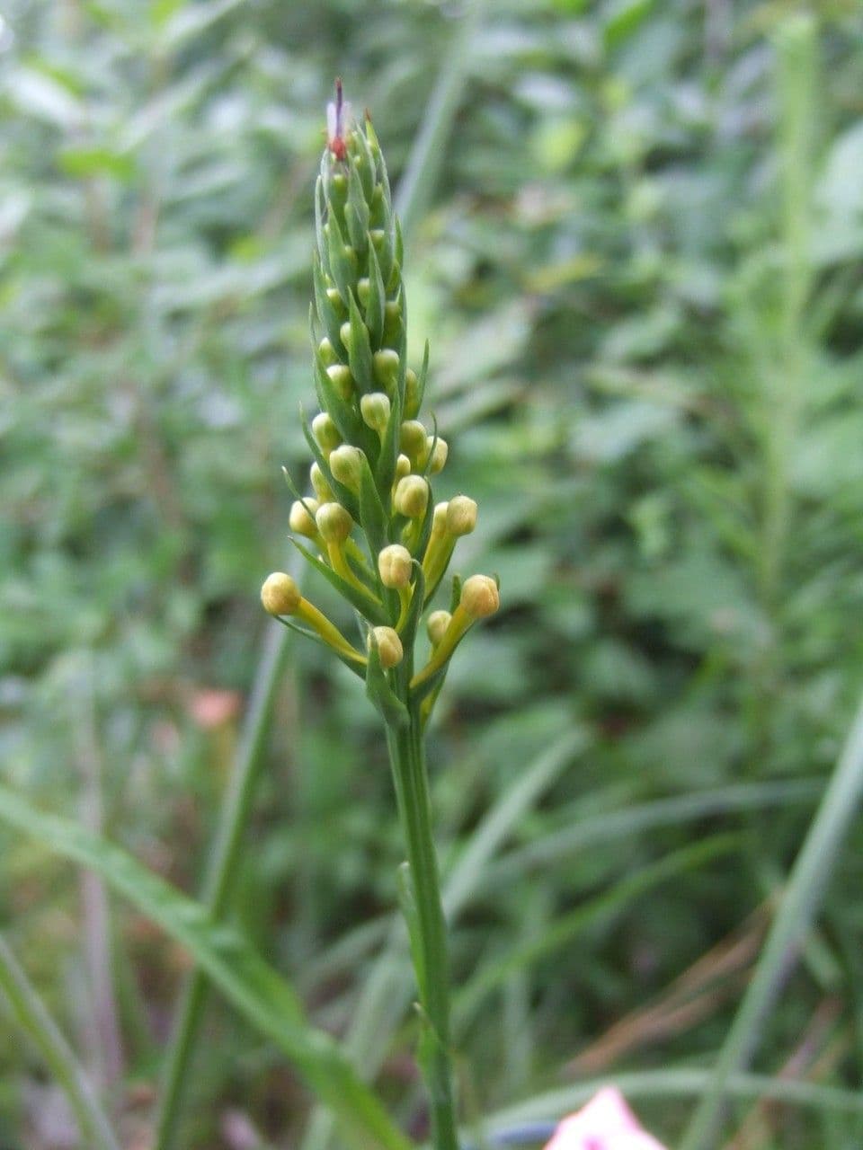Platanthera 3