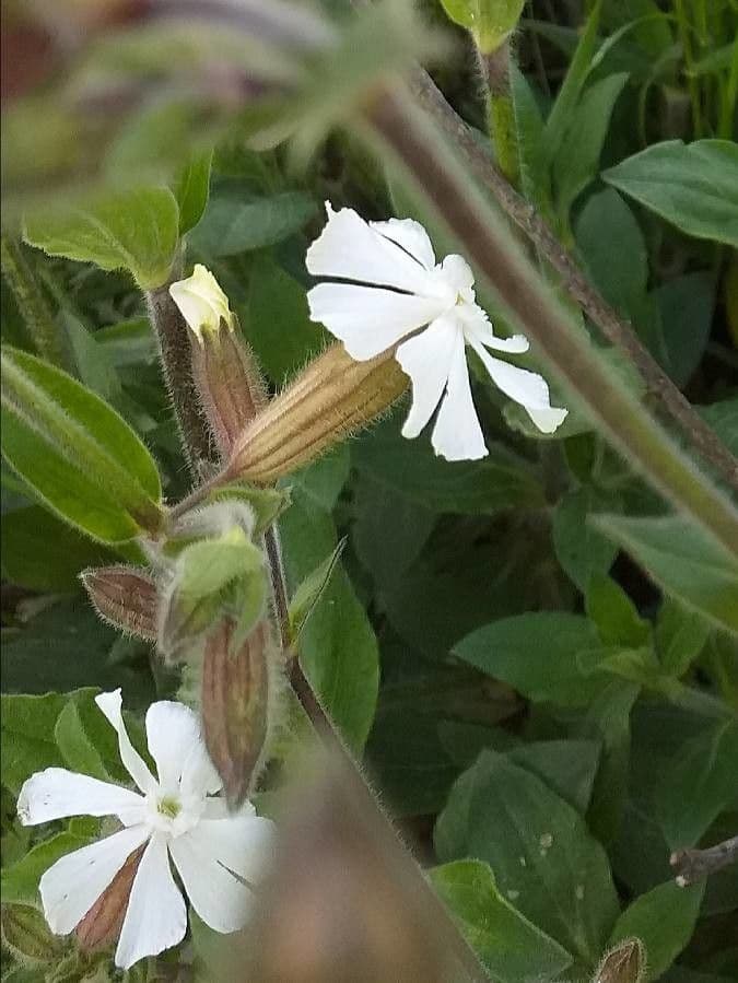 Silene bianca 6