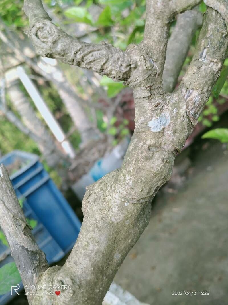 Melanzana 24