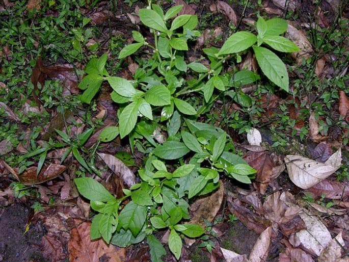 Struchium 10