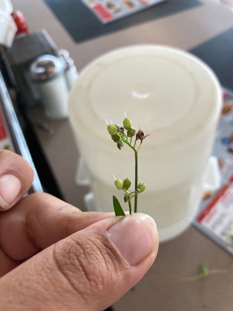 Murdannia nudiflora