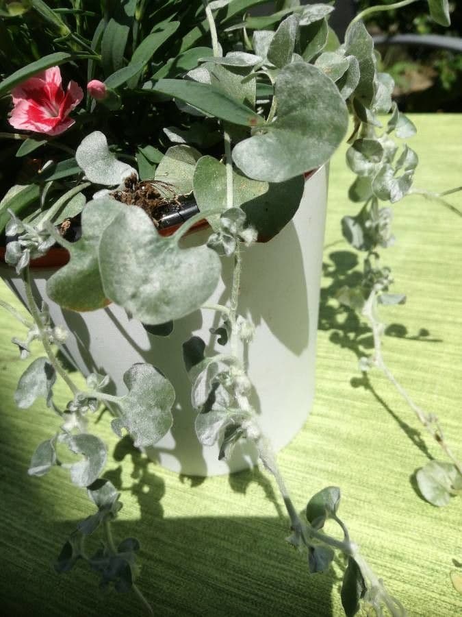 Dichondra argentea 11