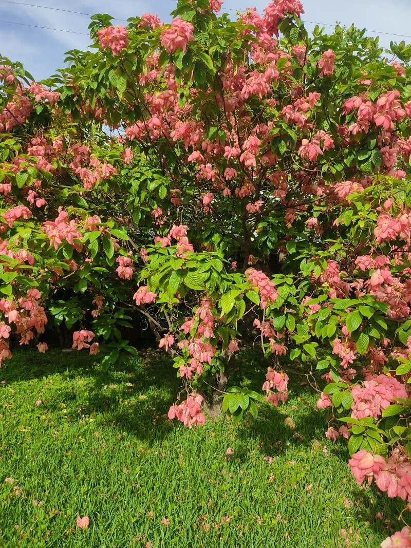 Mussaenda philippica 10