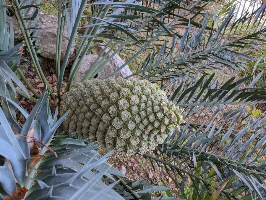 Moore-Zamia 6