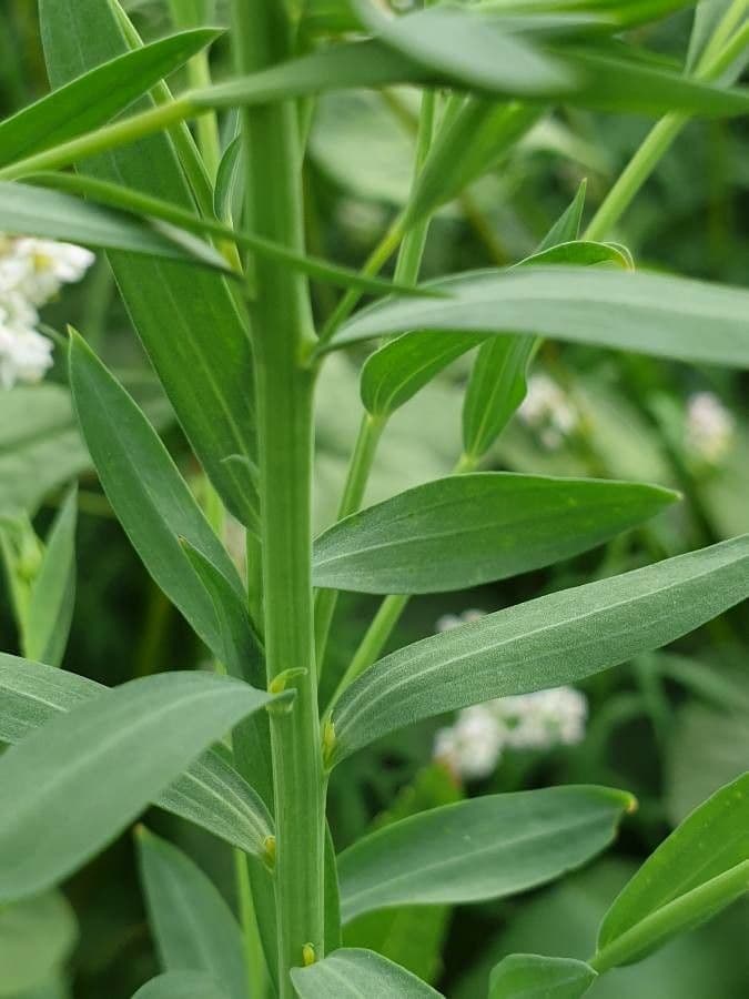 Linseed 20