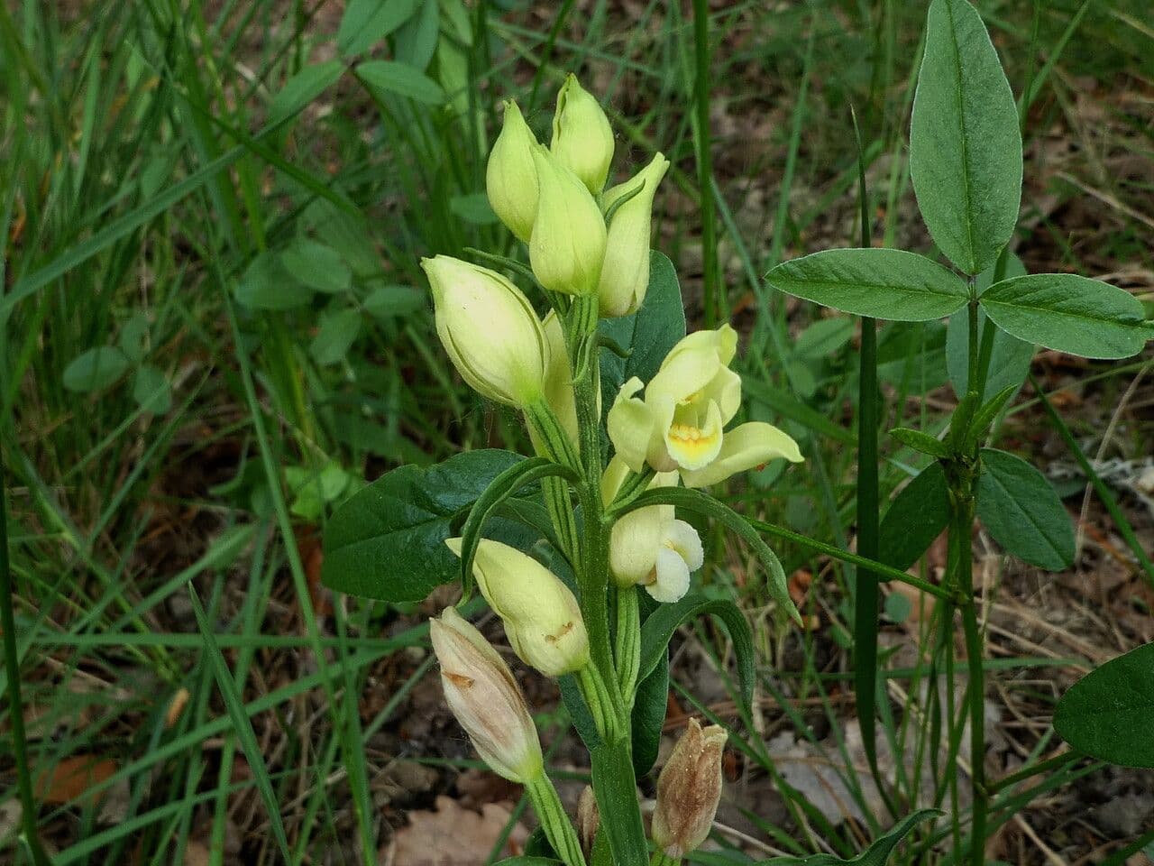 Cefalantera pallida 15
