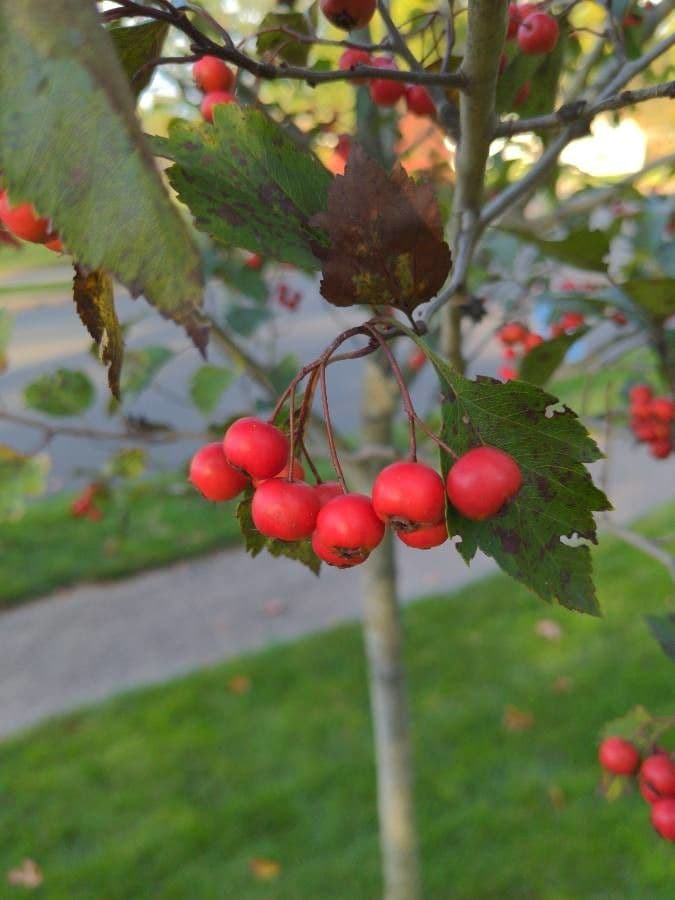 Grüner Weißdorn 2