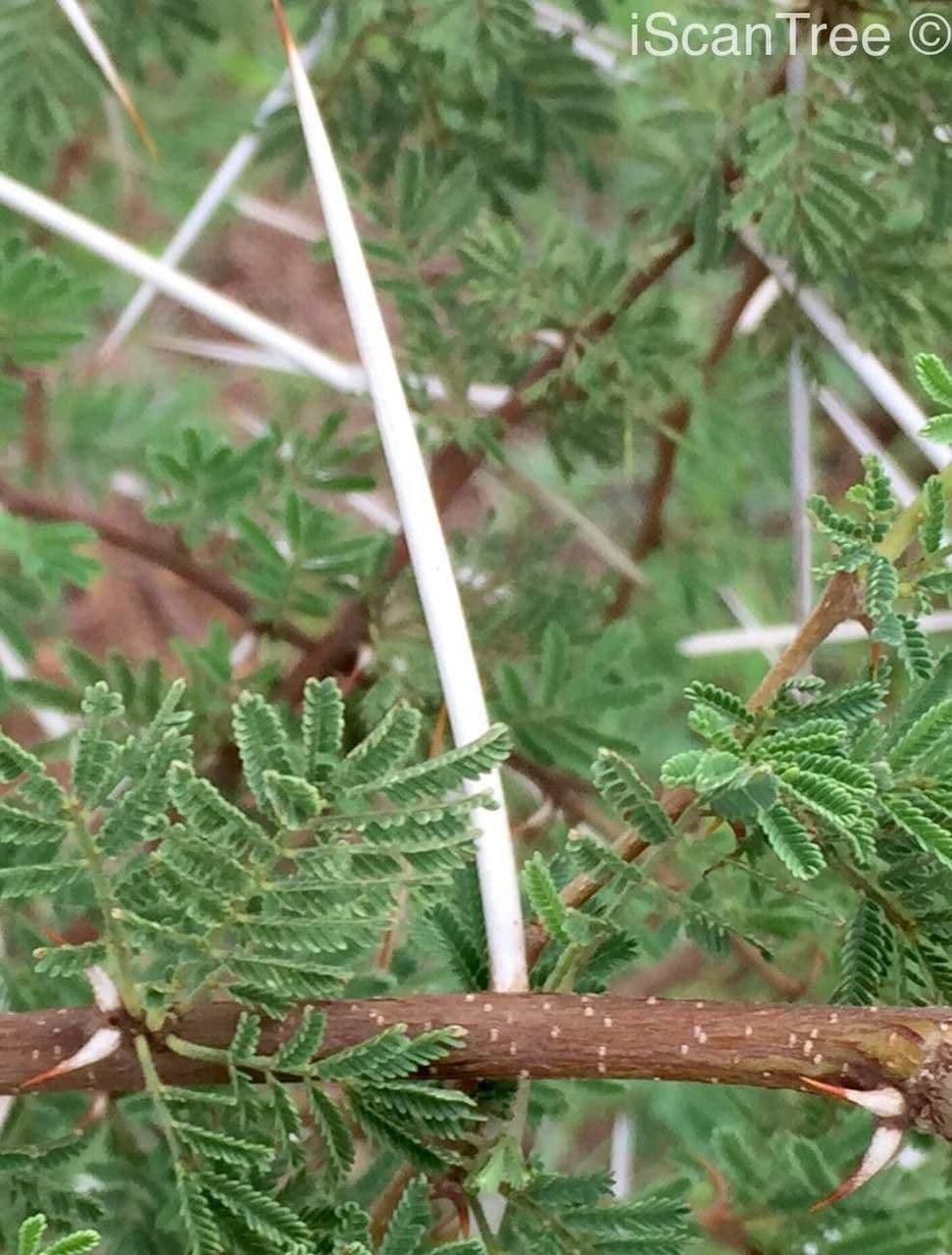 Acacia tortuosa 23