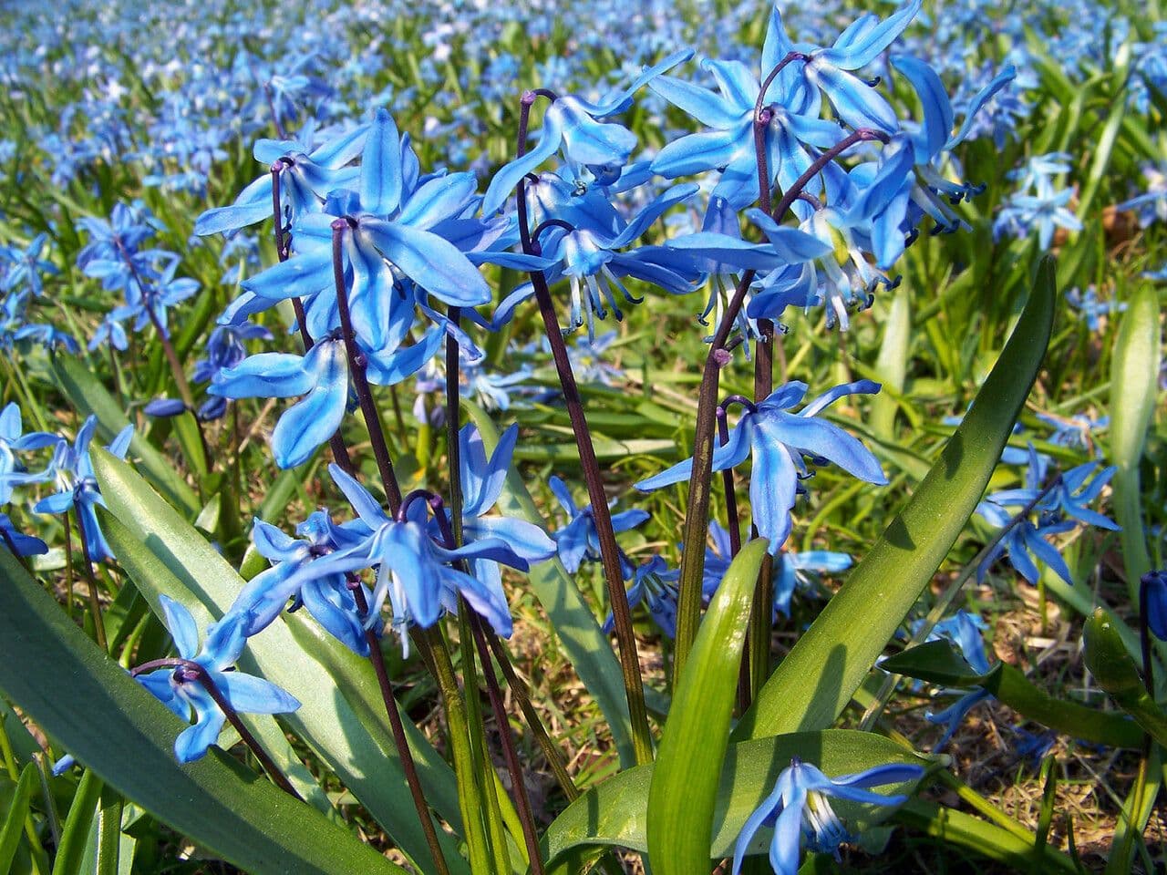 Scilla siberica 4