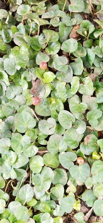 Dichondra a fiore piccolo