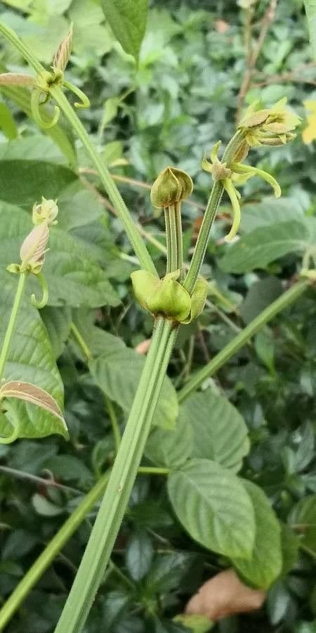 Großblättrige Uncaria 13
