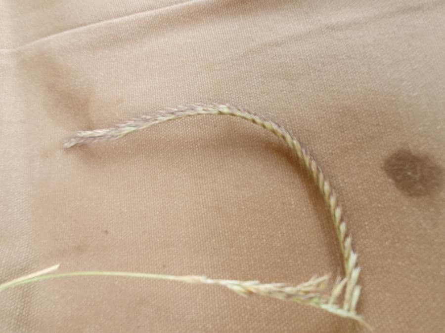 Makahola 7