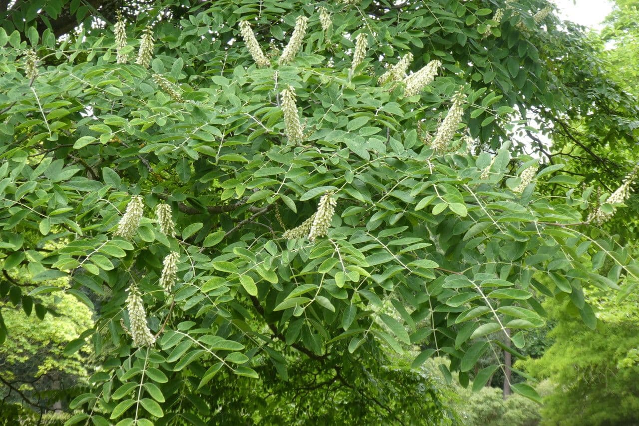 Maackia dell'Amur 6