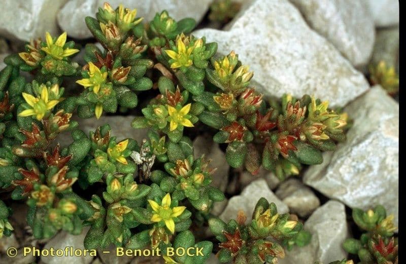 Sedum litorale 19
