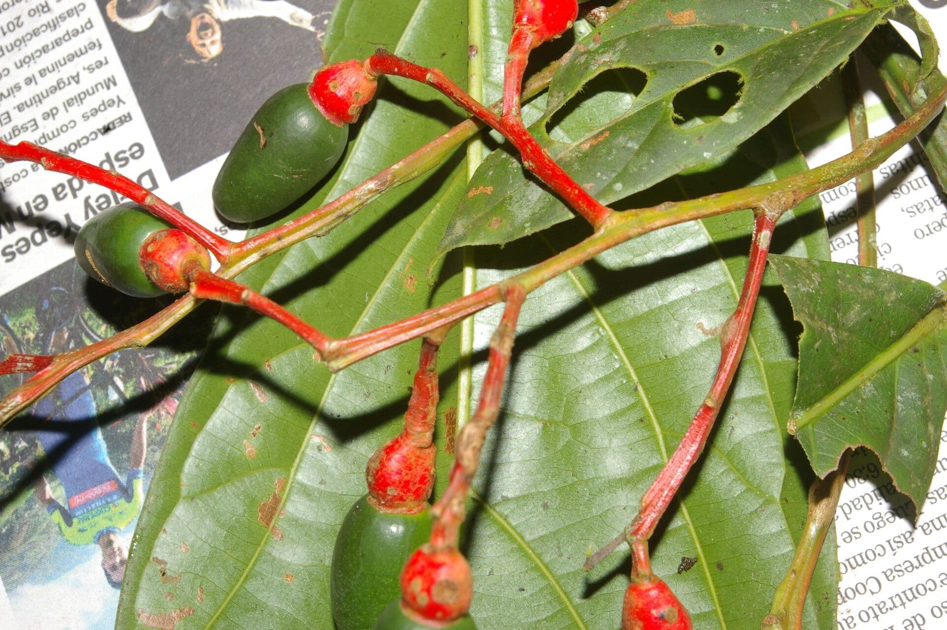 Ocotea atirrensis 3