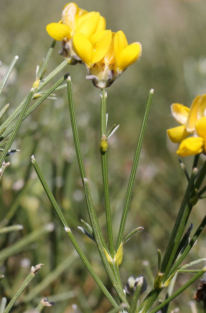 Ginestra radiata 30