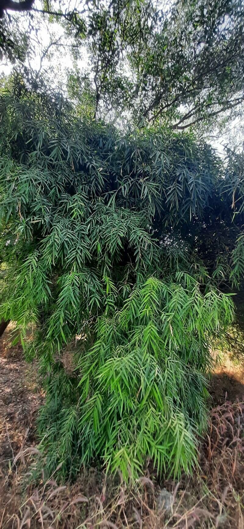 Chusquea quila 7
