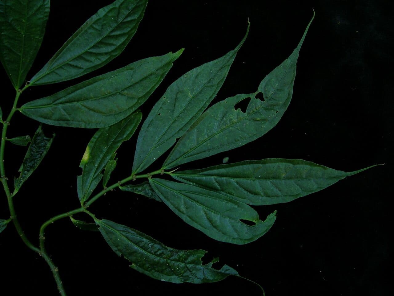 Elatostema