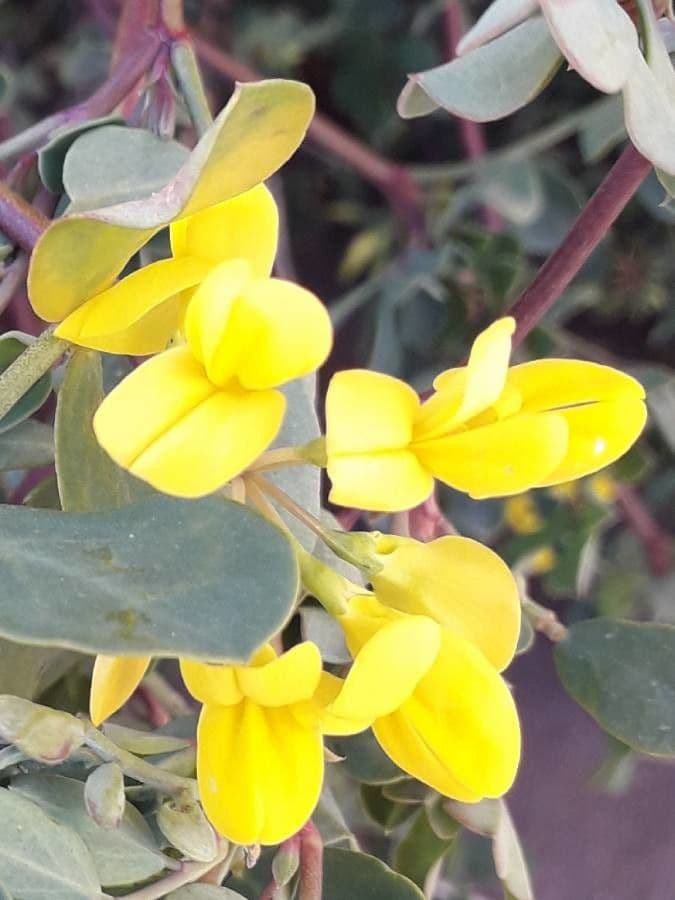 Coronilla valentina 9
