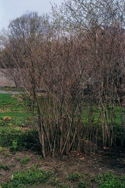 Dřín latnatý 15