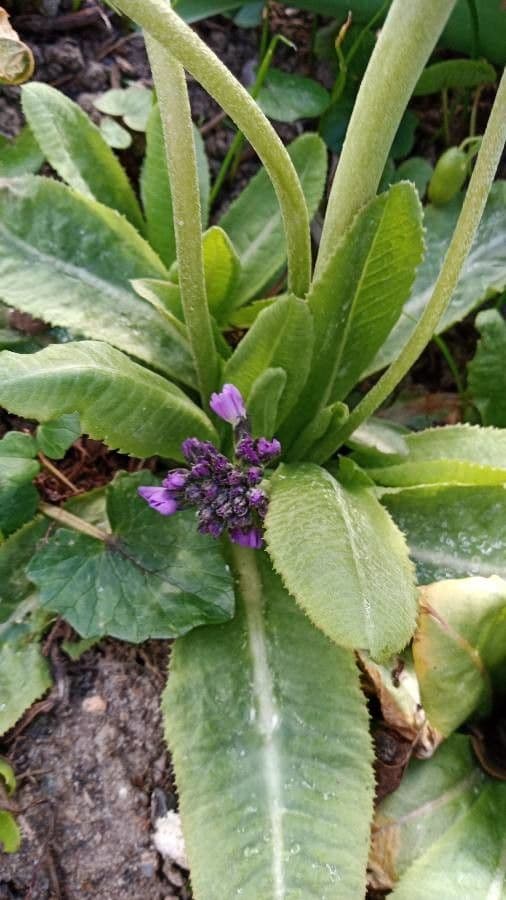 Primula denticolata 12