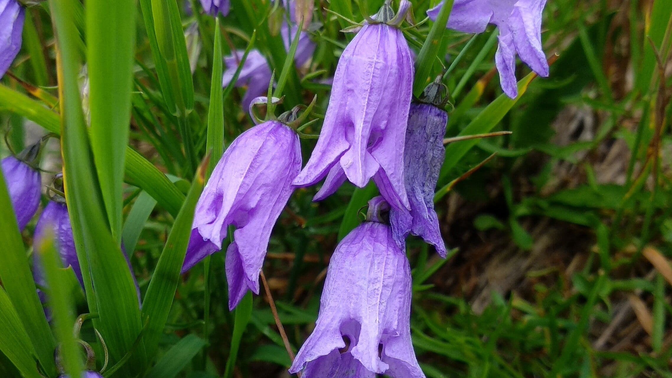 Campanula intaccata 3