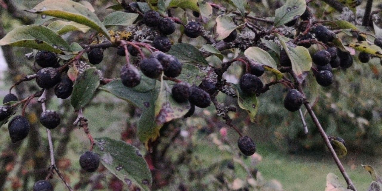 Cotoneaster di Pechino