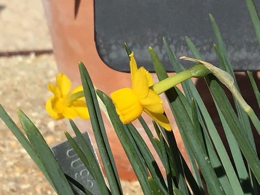 Narciso 2