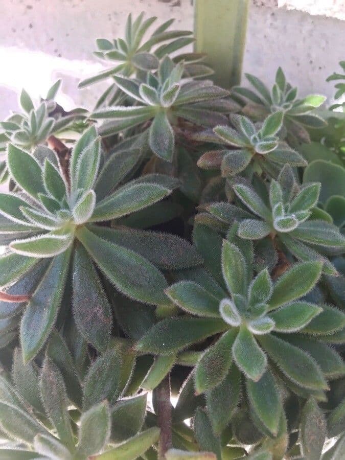 Echeveria 8