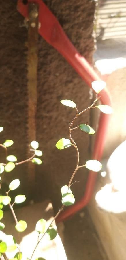 Muehlenbeckia complexa 20