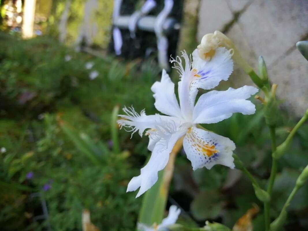 Iris 3