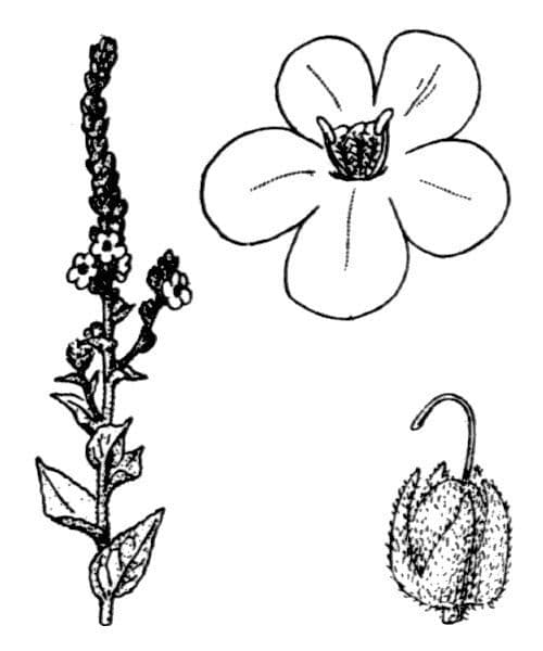 Verbasco phlomoides 26