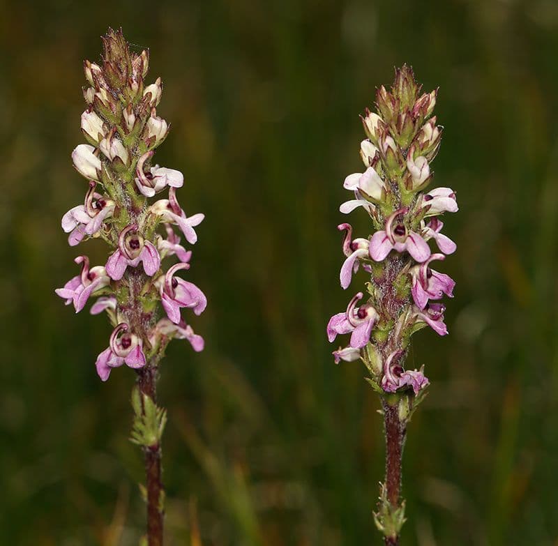 Pedicularis 9
