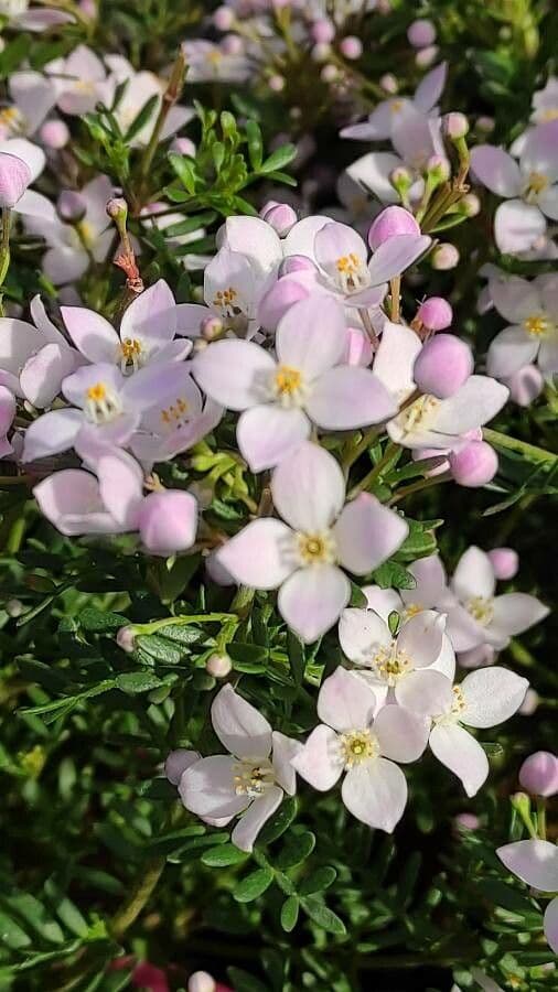 Boronia