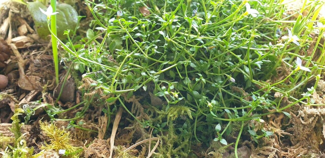 Houstonia azzurra 12