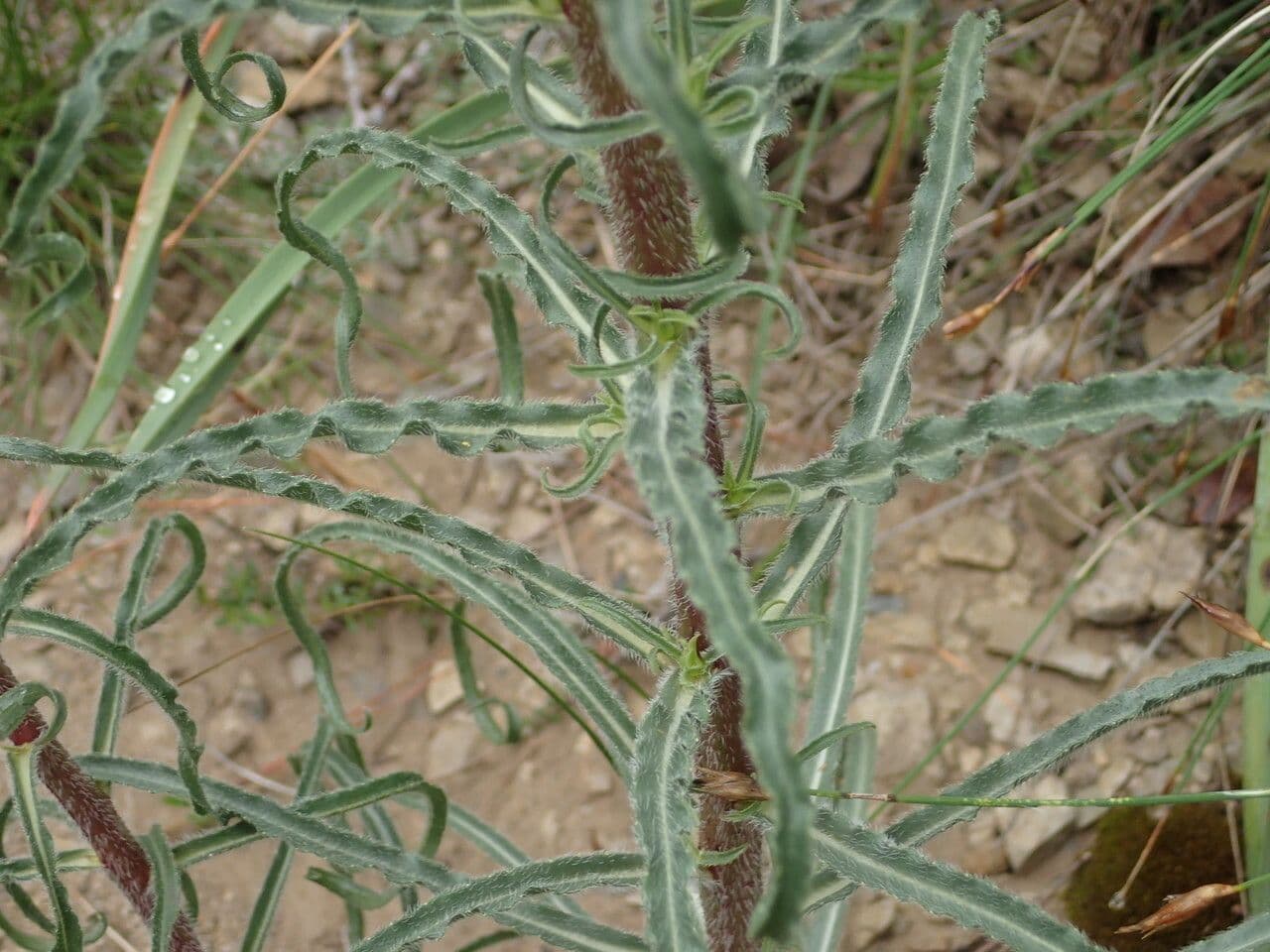 Campanula speciosa 14