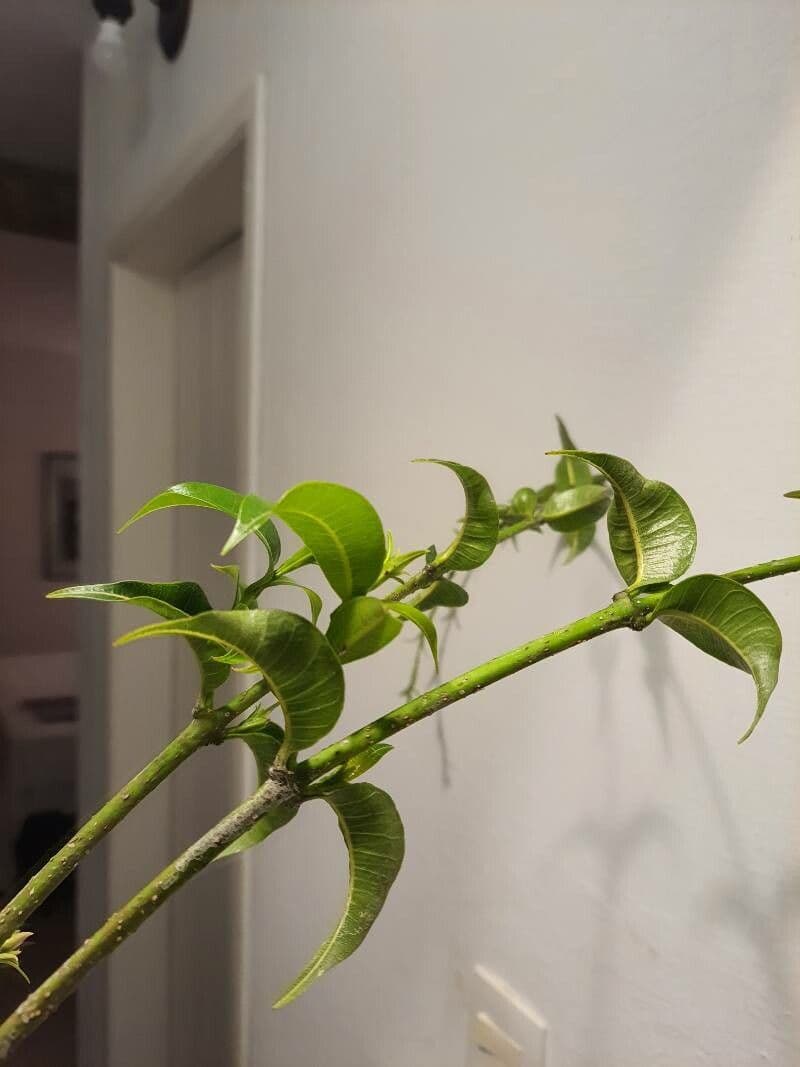 Criptostegia 5