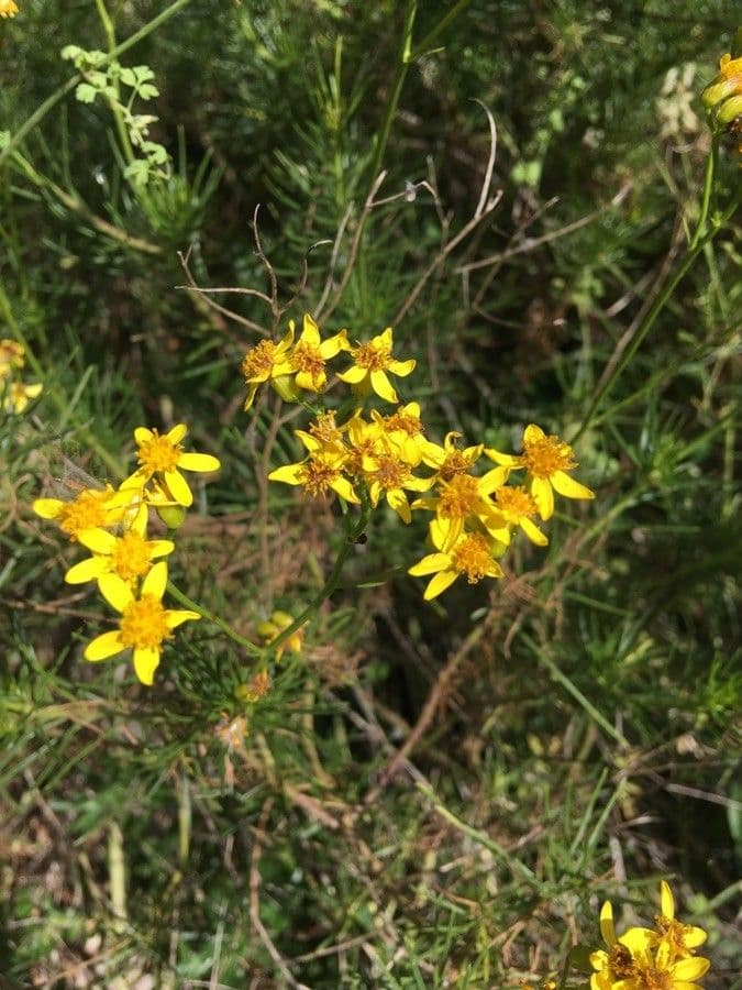 Senecio a foglie lineari 5