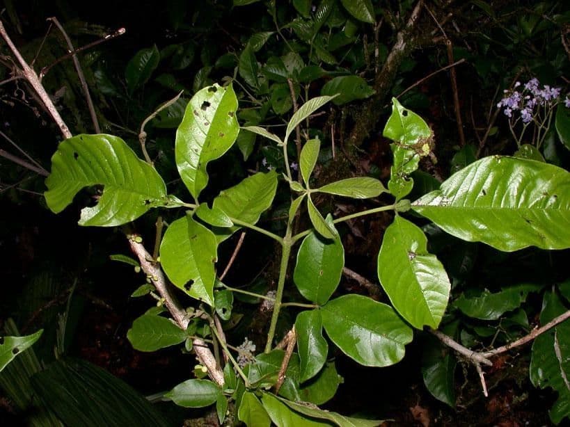 Vitex 26