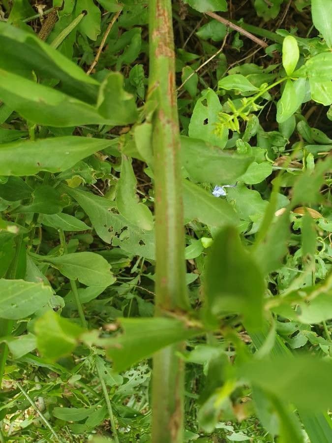 Plumbago auriculata 22