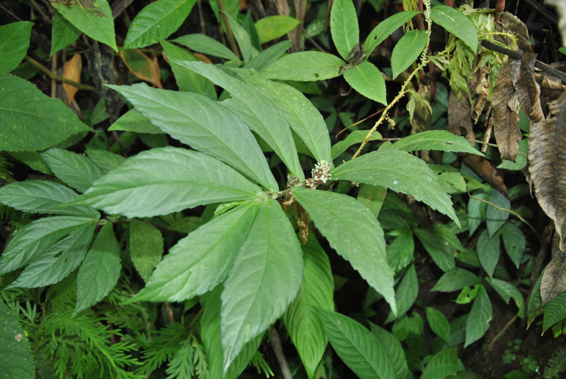 Elatostema 2